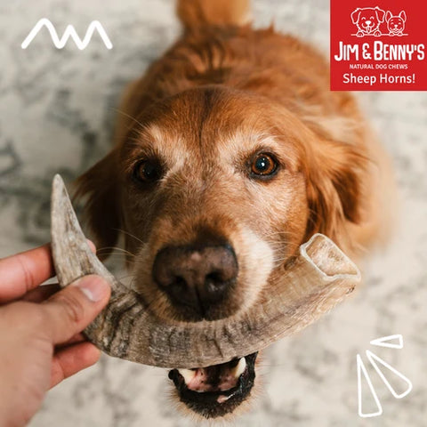 Hard Chew - Sheep Horn Large