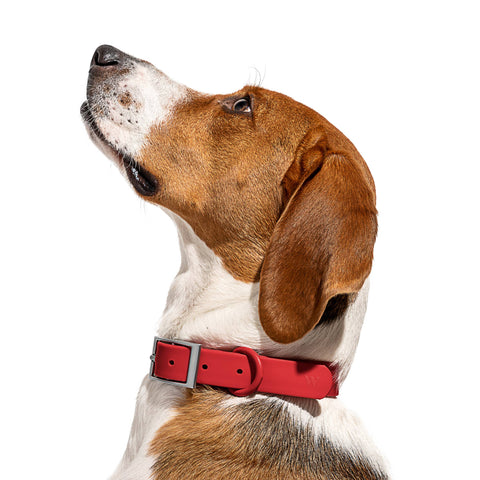 Wild One - Adjustable Waterproof Collar