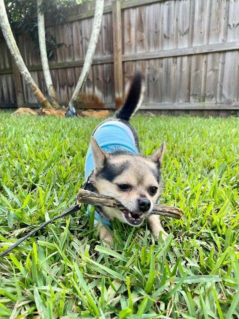 Florida Man Pet Treats - Dehydrated Mahi Mahi Dog Chew