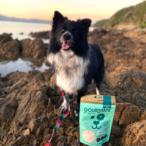 Gourmate Pet Treat Co. - Gourmate Organic Green Lipped Mussels | 100% Mussel Treat