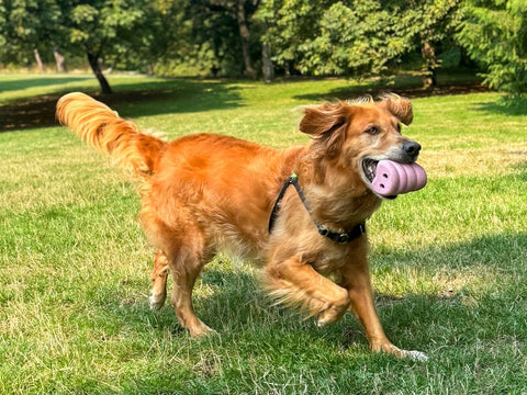 SnoggyDogs LLC - 12 Oinker Box