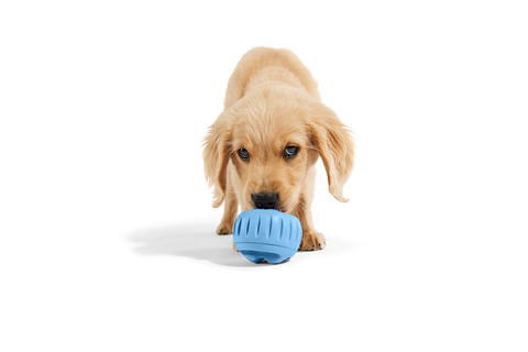 Woof - The Pupsicle - Wholesale Exclusive Color