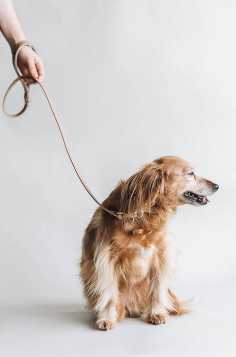 BAND&ROLL - SHORT LEATHER LEASH. HITCH