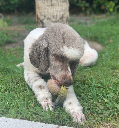 Florida Man Pet Treats - Dehydrated Mahi Mahi Dog Chew