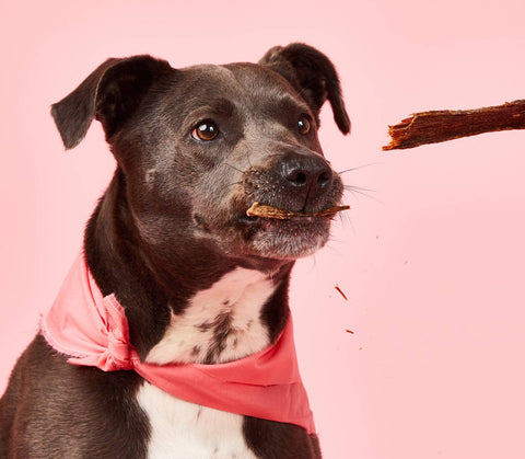 Barkful - Steak Strips Dog Treats (4 oz Bag)- SINGLE INGREDIENT