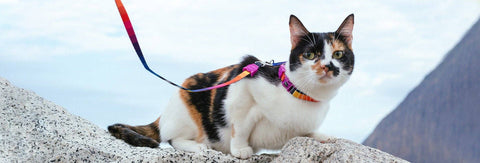 Zee.Dog - Prisma | Cat Harness with Leash