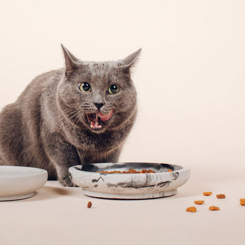 PINO - Whisker Friendly Bowls - 2024 Collection