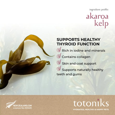 Totoniks Fussy Eater & Hydration Starter Pack – for big dogs over 33lb (15kg)