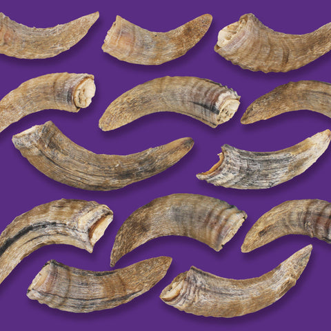 Icelandic+ - Icelandic+ Small Lamb Horn with Marrow 36-Ct Display Box