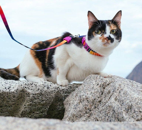 Zee.Dog - Prisma | Cat Harness with Leash