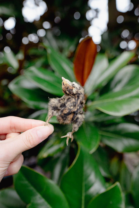 Love Liparu - QUAIL HATCHLING | Freeze-Dried Dog + Cat Treat