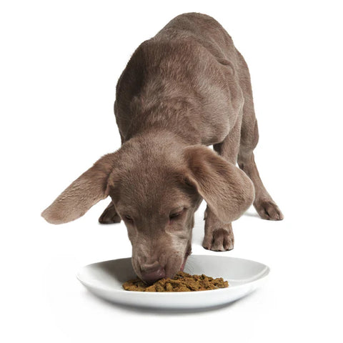 Smack - Rockin' Rockfish (DOG)