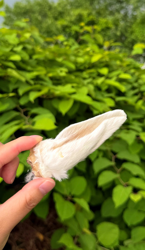 Golden Nibbles Lex&Levie Favs