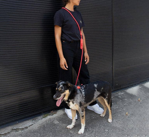 Zee.Dog - Neon Coral | Hands-Free Leash