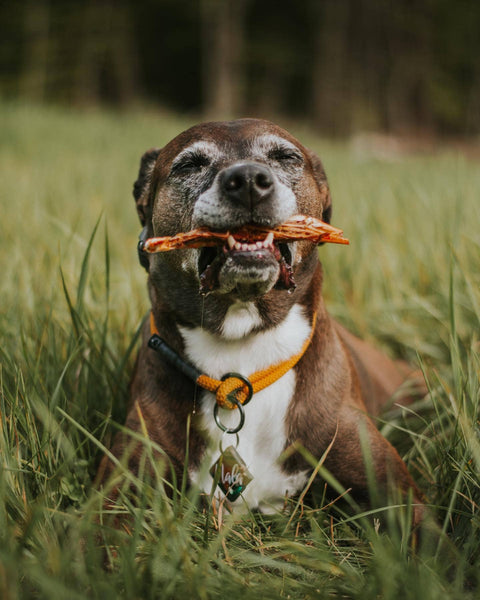 Wild n Fresh Treats - Dehydrated Argentine Red Shrimp