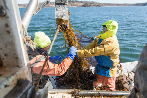 Polkadog - Green Monstah (Training Bits) - 7oz - Dog Treats