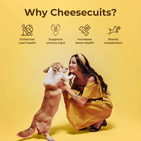 Pawfect Pet Foods Pvt Ltd - USA - Pawfect Cheesecuits | Cheese biscuits for dogs with 75% Cheese & 25% Pineapple, Coconut & Eggs | All-natural training treats | High protein reward treats | Grain-free| Hypoallergenic| (100g/3.53oz)