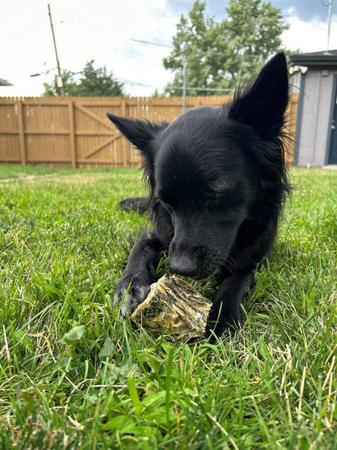 Icelandic+ - Cod Skin Large Cube Dog Treat