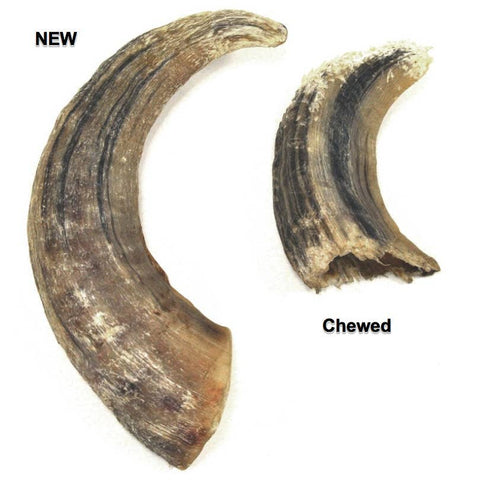 Icelandic+ - Icelandic+ Large Lamb Horn Dog Treat 12-Ct Display Box