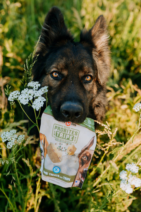 BOSS DOG BRAND, INC. - Boss Dog & Boss Cat Probites W/ Tripe- Lamb (3oz)