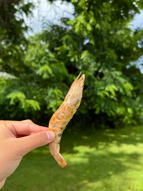 Golden Nibbles Lex&Levie Favs