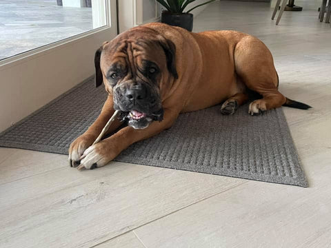 Florida Man Pet Treats - Dehydrated Mahi Mahi Dog Chew