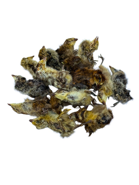 Litto Howler - Whole Prey Quail Chicks | 15 Count