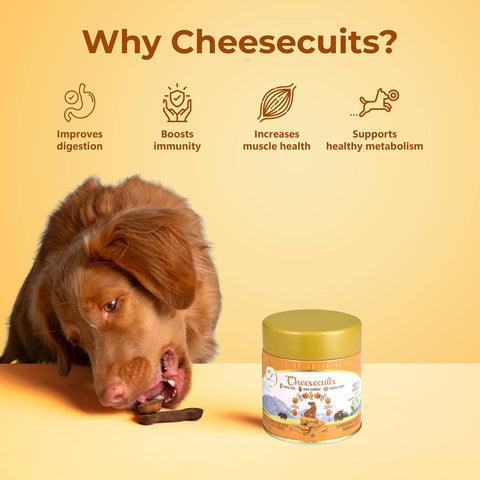 Pawfect Pet Foods Pvt Ltd - USA - Pawfect Cheesecuits | Cheese biscuits for dogs with 80% Cheese & 20% Pumpkin, Flaxseeds & Eggs | All-natural high-protein dog treats | Grain-free, hypoallergenic & rich in antioxidants | (100g/3.53oz)