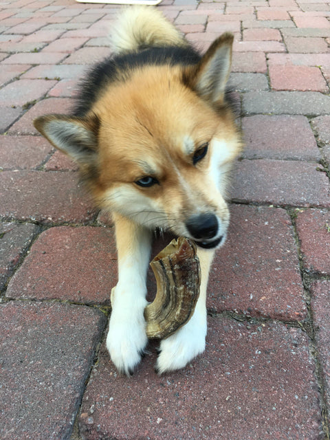 Medium chew - Lamb Horn Dog Treat
