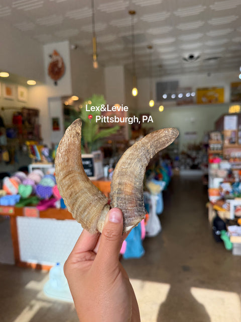 Medium chew - Lamb Horn Dog Treat