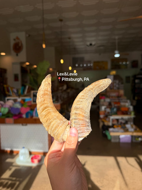 Medium chew - Lamb Horn Dog Treat