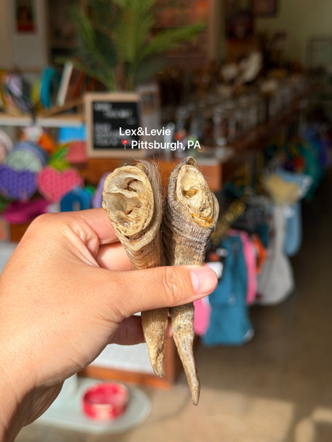 Medium chew - Lamb Horn Dog Treat