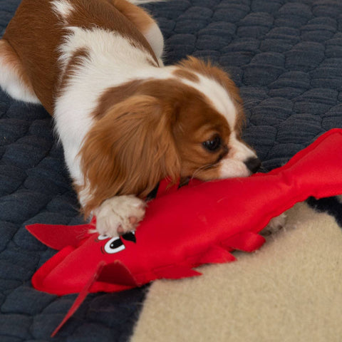 ADC Houndstone & Co. - Houndstone Lobster Dog Toy with Squeaker