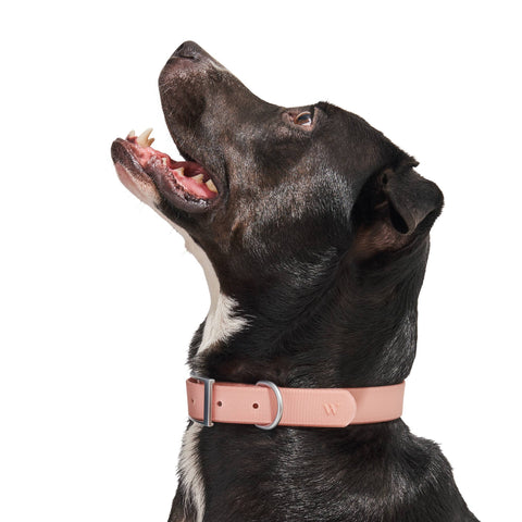 Wild One - Adjustable Waterproof Collar