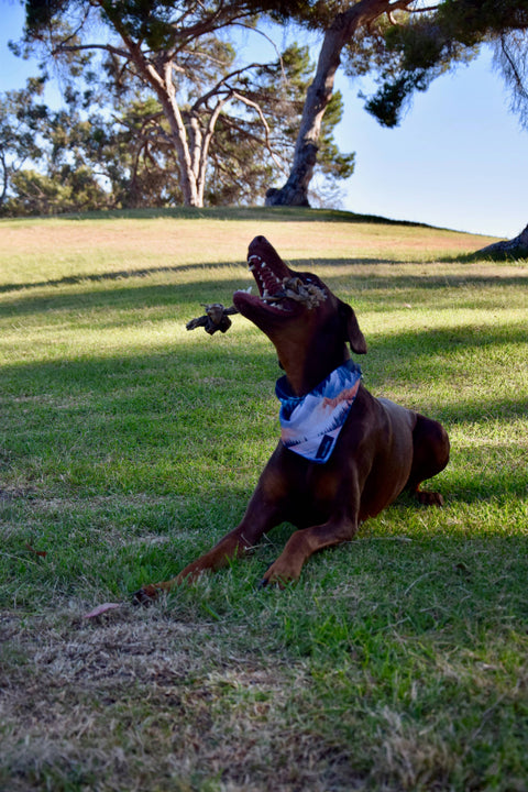 Dogginstix - Braided Sticks Lamb Collagen Double Knots