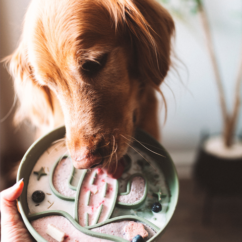 Barks and Brownies - Cactus Slow Feeder Grass