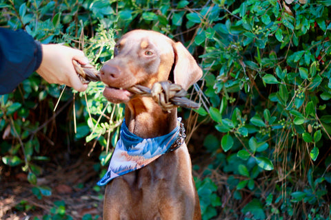 Dogginstix - Braided Sticks Lamb Collagen Double Knots
