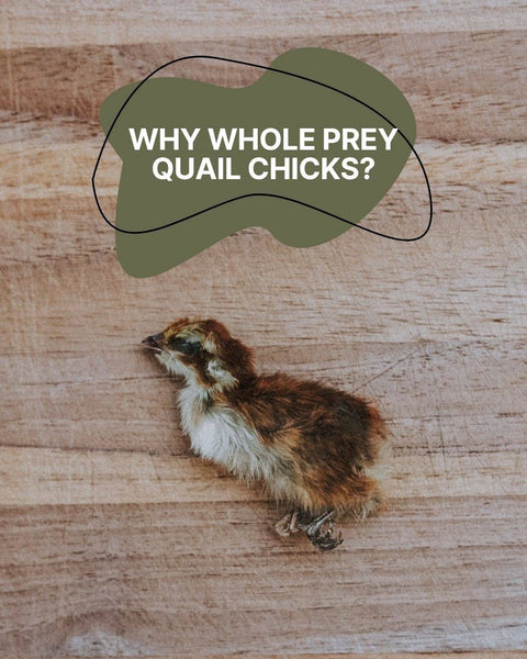 Litto Howler - Whole Prey Quail Chicks | 15 Count