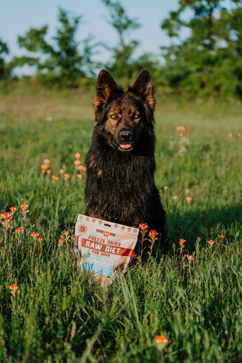 BOSS DOG BRAND, INC. - Boss Dog Freeze Dried Diet - Fish (12oz)