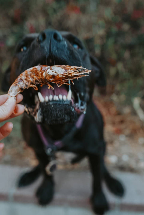 Litto Howler - White Shrimp | 3 oz (12-14 Whole, Head-On White Shrimps)