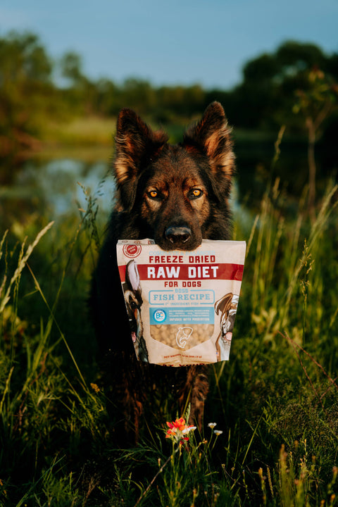 BOSS DOG BRAND, INC. - Boss Dog Freeze Dried Diet - Fish (12oz)