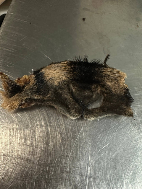 Tapia raw meats for pet food - Goat Snouts