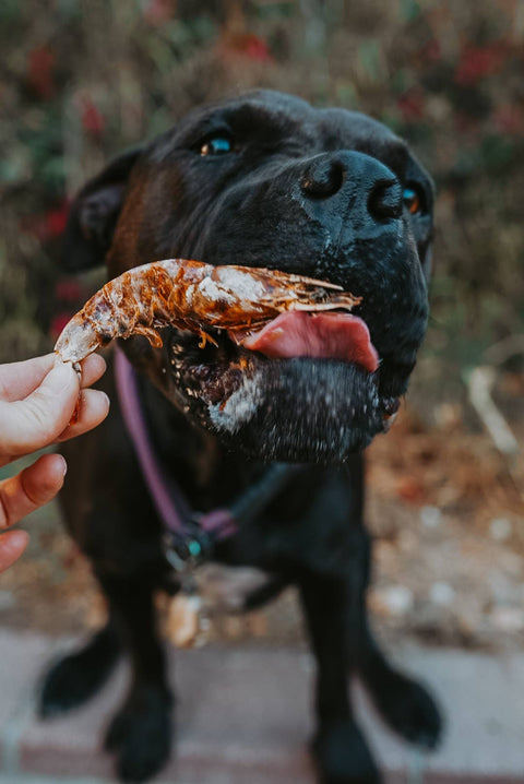 Litto Howler - White Shrimp | 3 oz (12-14 Whole, Head-On White Shrimps)