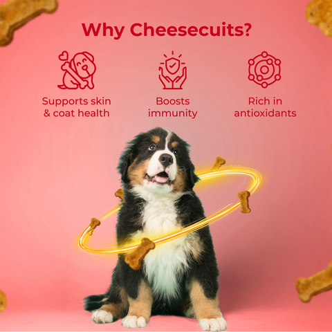 Pawfect Pet Foods Pvt Ltd - USA - Pawfect Cheesecuits | Cheese biscuits for dogs with 80% Cheese & 20% Apple, Eggs and Cinnamon | All-natural training treats | High protein reward treats | Grain-free| Hypoallergenic| (100g/3.53oz)