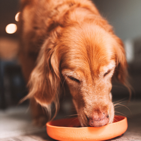 Barks and Brownies - Cactus Silicone Slow Feeder Bowl - Fun, Non-Slip | Tangerine