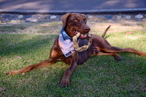 Dogginstix - Braided Sticks Lamb Collagen Ring