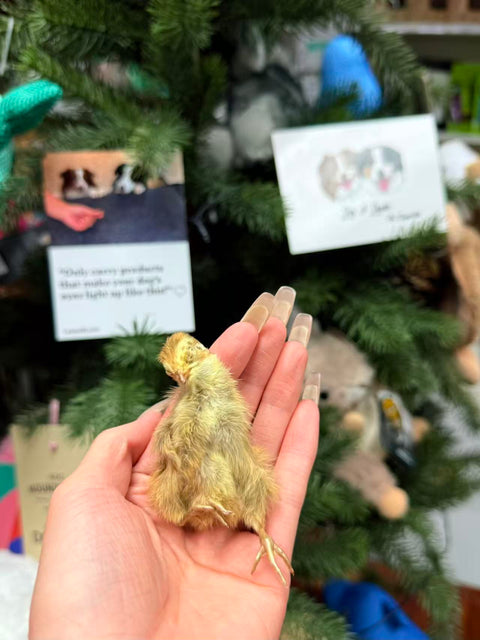 Shanny Farms Freeze-Dried Whole Quail Chicks for Pets