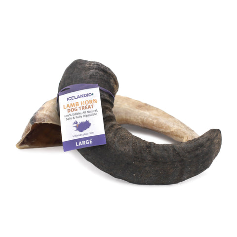 Icelandic+ - Icelandic+ Large Lamb Horn Dog Treat 12-Ct Display Box