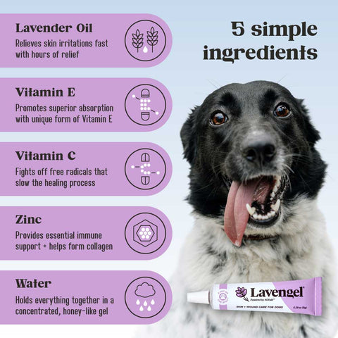 Lavengel - Lavengel - Natural Skin + Wound Care Ointment for Dogs
