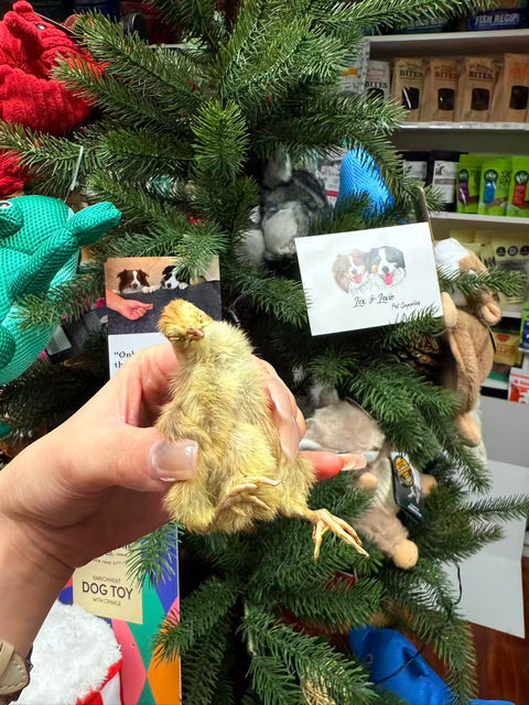 Shanny Farms Freeze-Dried Whole Quail Chicks for Pets